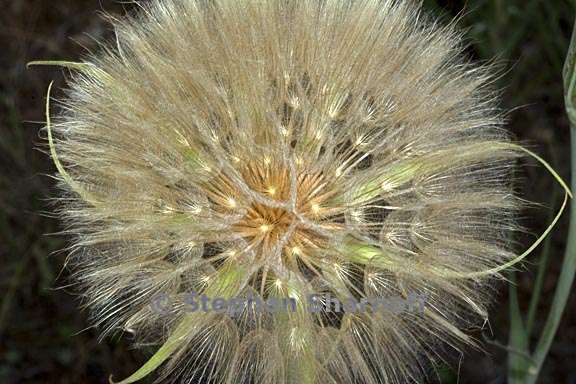 tragopogon species seedhead 1 graphic